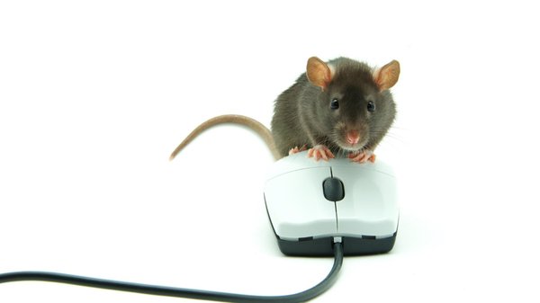 Les rats au bureau : une menace silencieuse pour vos systèmes informatiques